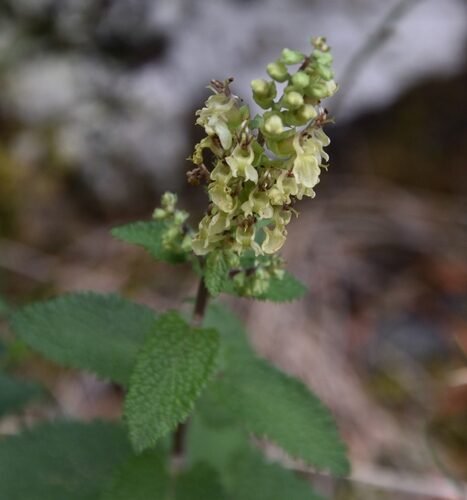 Teucrium scorodonia (Wood Sage) — photo