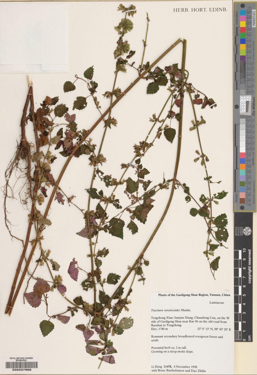 Teucrium veronicoides — photo