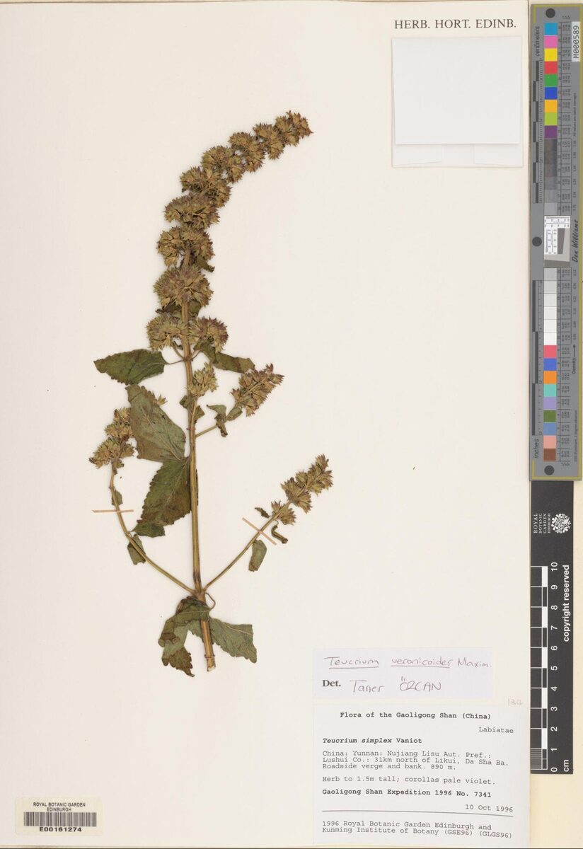 Teucrium veronicoides — photo