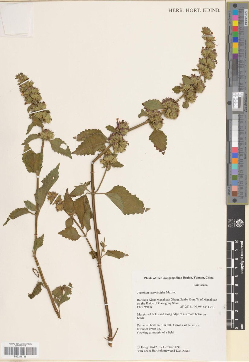 Teucrium veronicoides