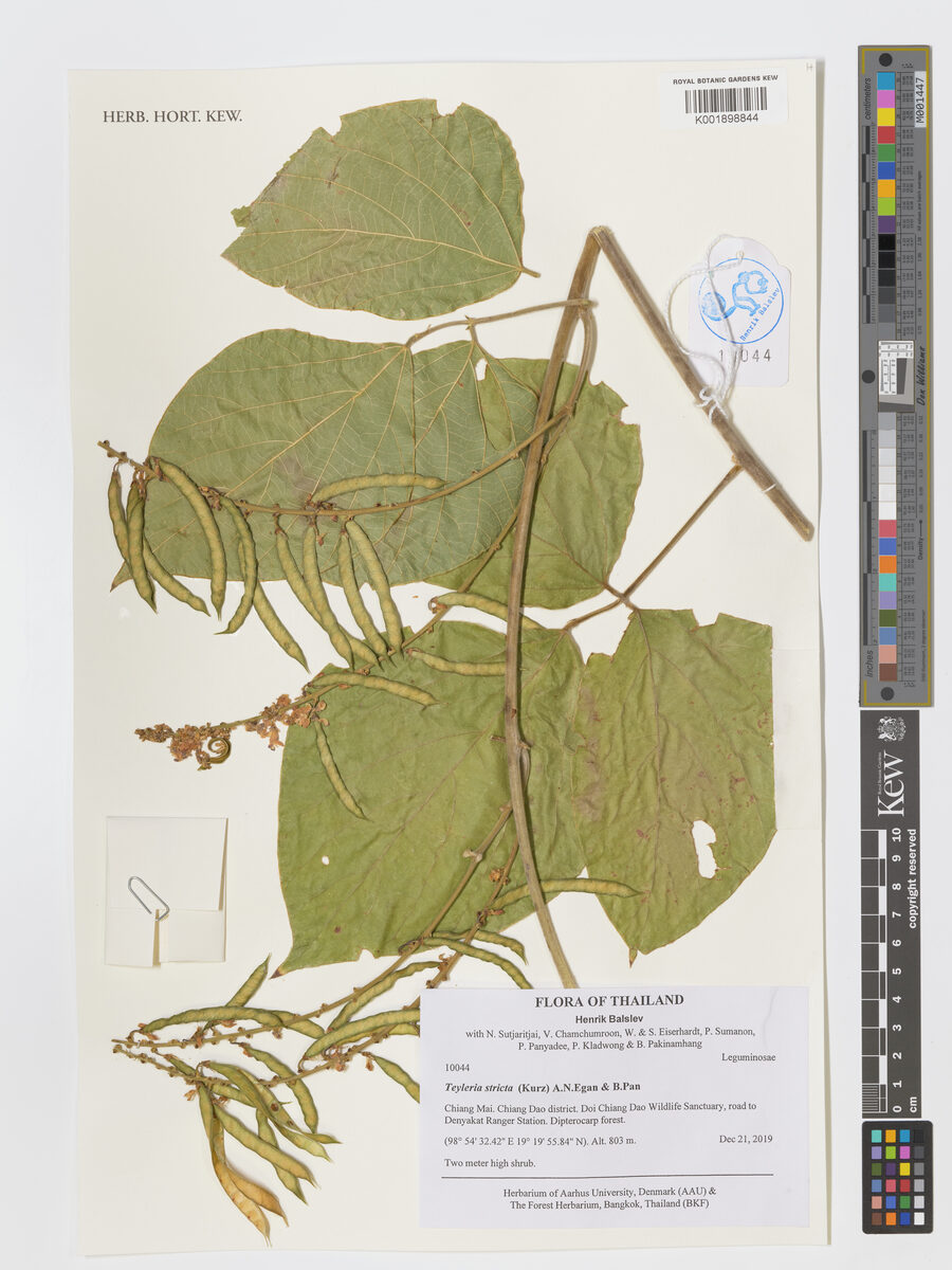 Teyleria stricta (Cudzu-tropical) — photo