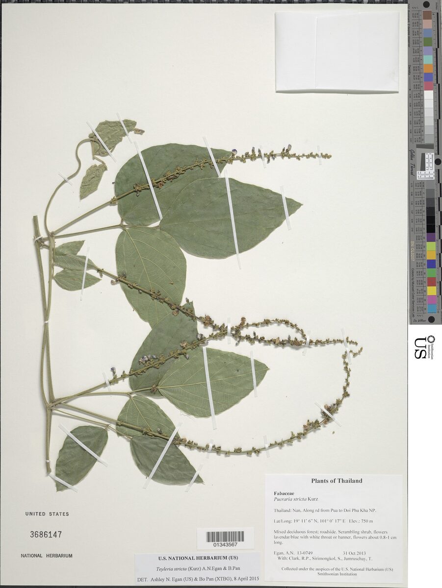 Teyleria stricta (Cudzu-tropical) — photo