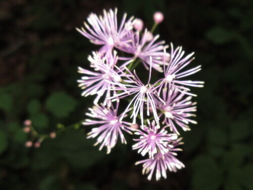 Thalictrum actaeifolium — photo