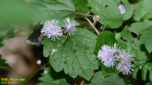 Thalictrum actaeifolium
