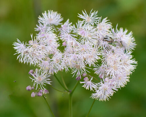 Thalictrum aquilegiifolium — photo