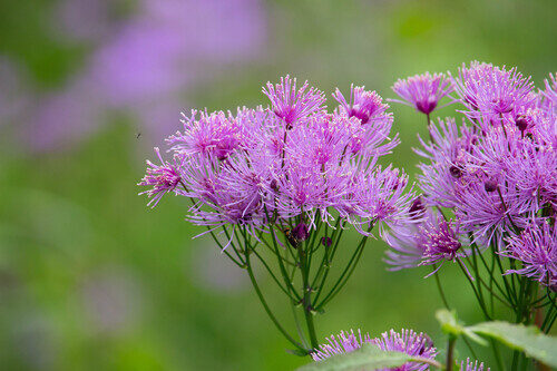 Thalictrum aquilegiifolium — photo