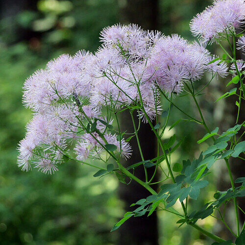 Thalictrum aquilegiifolium