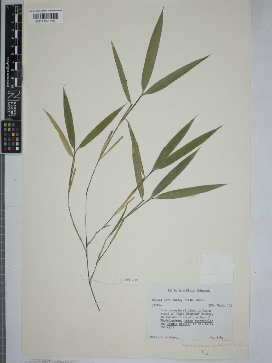 Thamnocalamus aristatus - (Gamble.)Camus. — photo