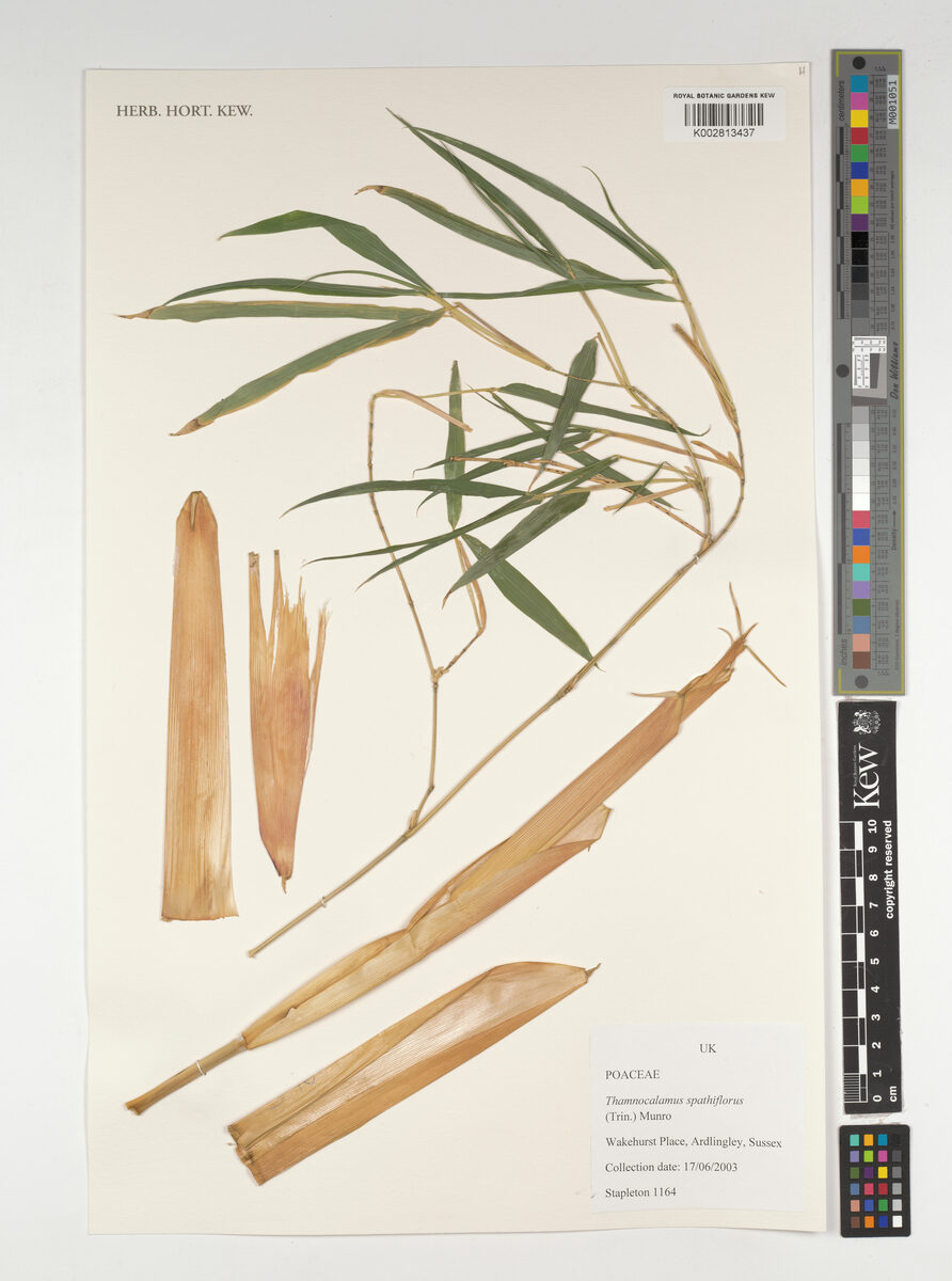 Thamnocalamus aristatus - (Gamble.)Camus.