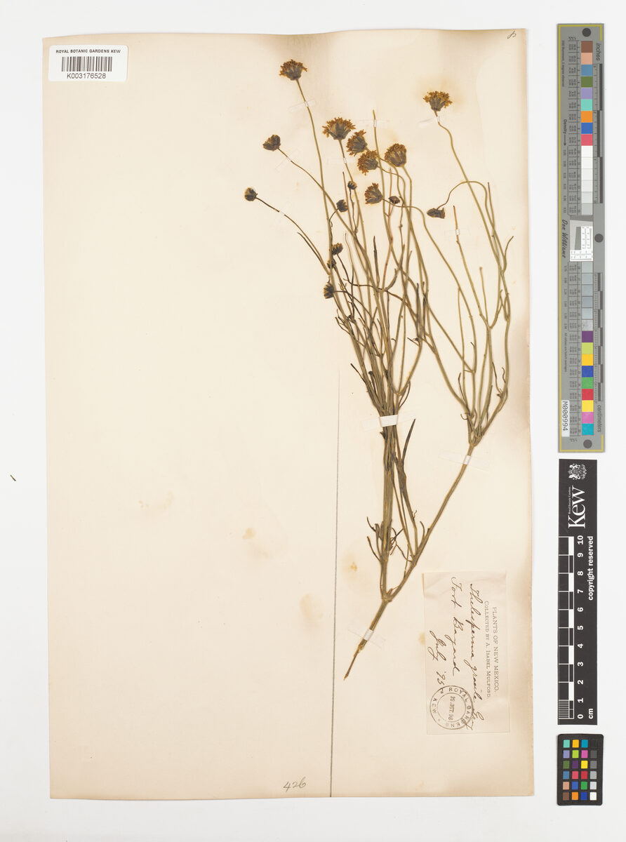 Thelesperma gracile - (Torr.)Gray. (Hopi tea greenthread) — photo