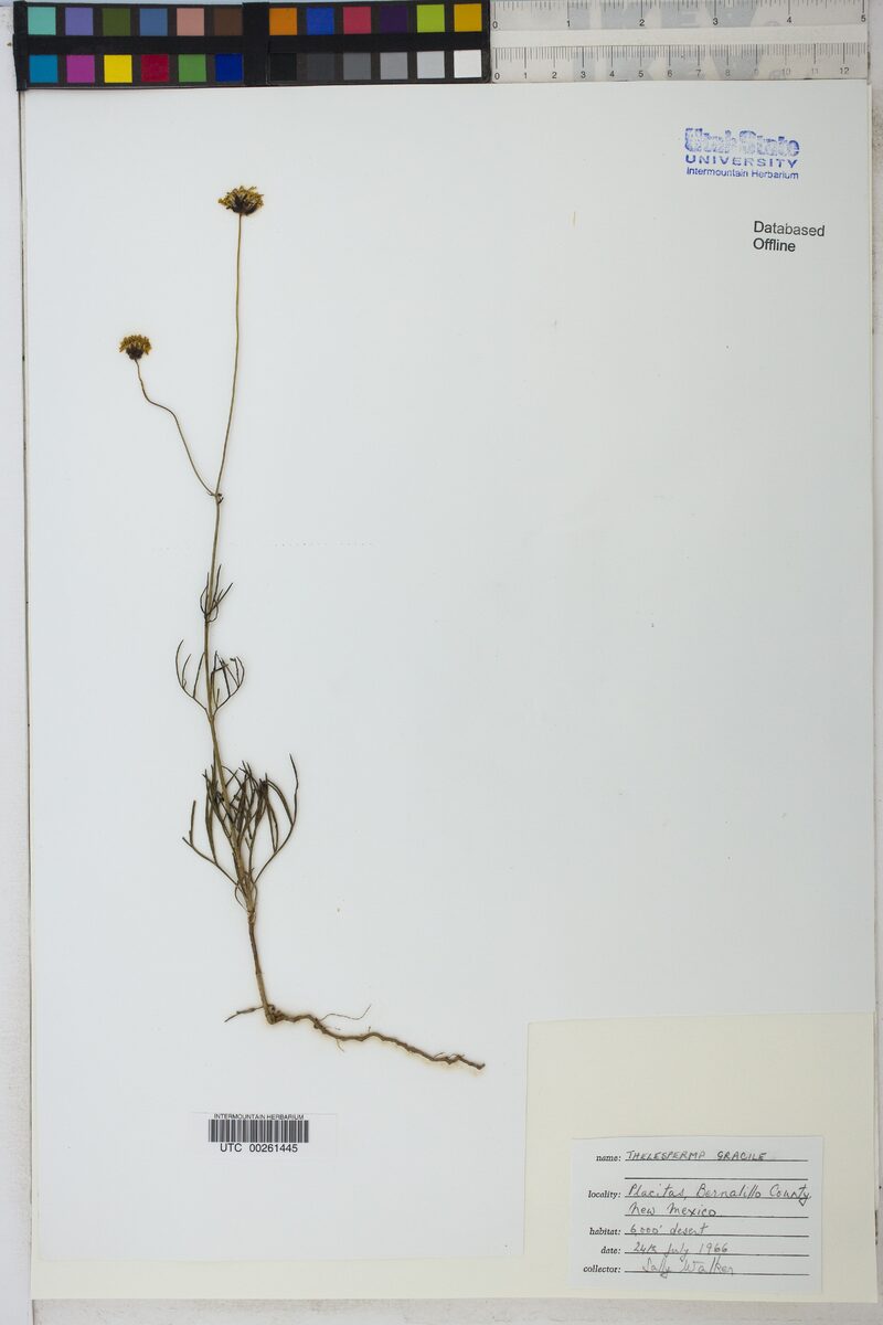 Thelesperma gracile - (Torr.)Gray. (Hopi tea greenthread) — photo