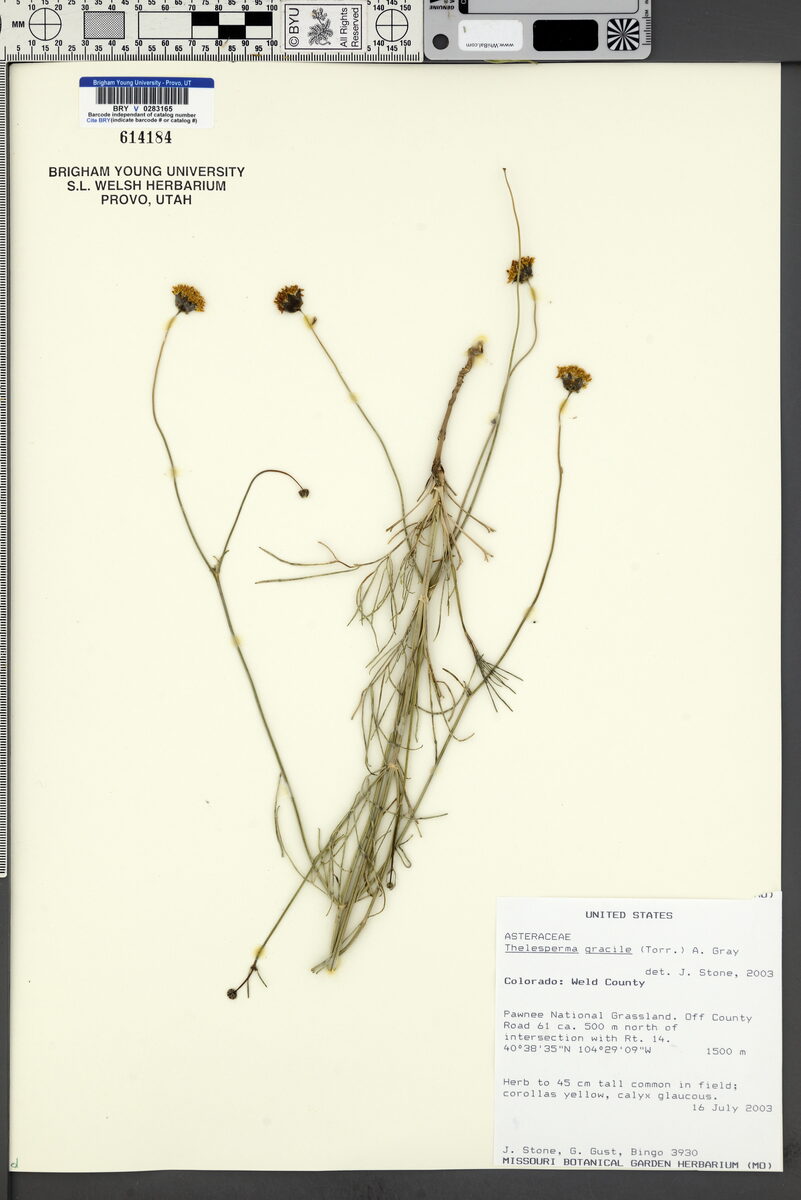Thelesperma gracile - (Torr.)Gray.