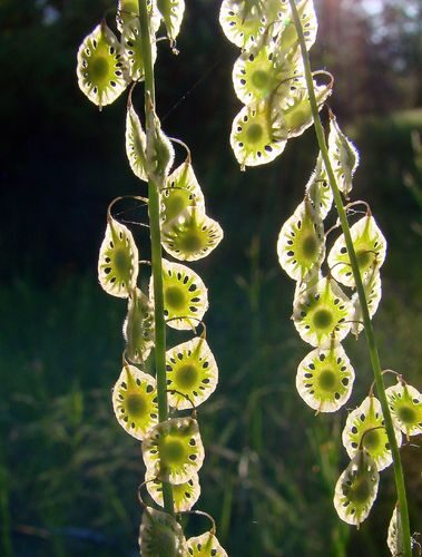 Thelesperma subnudum (Sand fringepod) — photo