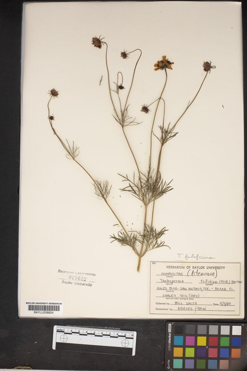 Thelesperma trifidum - (Poir.)Britton. (Stiff greenthread) — photo
