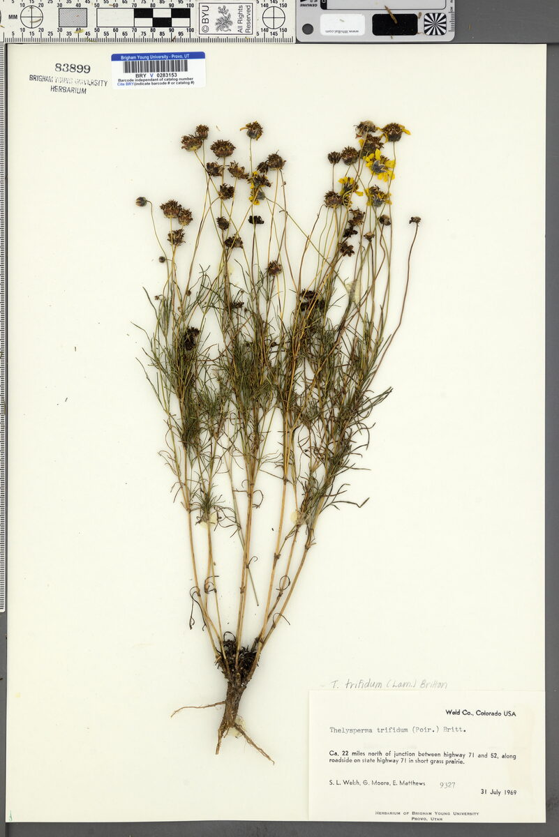 Thelesperma trifidum - (Poir.)Britton. (Stiff greenthread) — photo