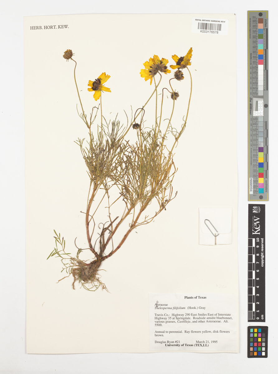 Thelesperma trifidum - (Poir.)Britton.