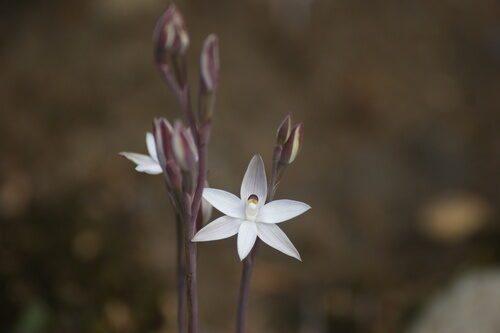 Thelymitra pulchella (Maikuku) — photo