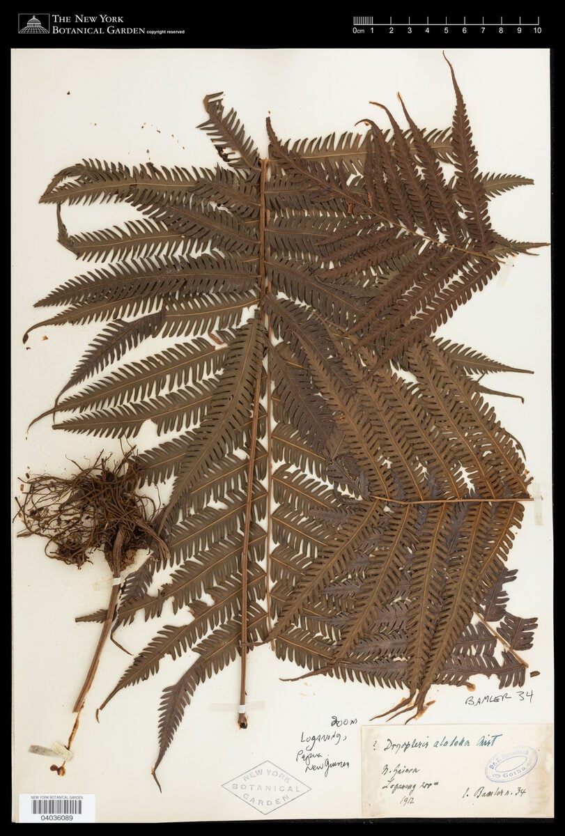 Thelypteris alatella (Fern) — photo