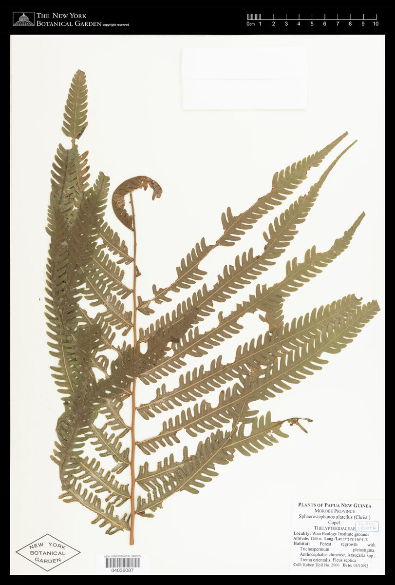 Thelypteris alatella (Fern) — photo
