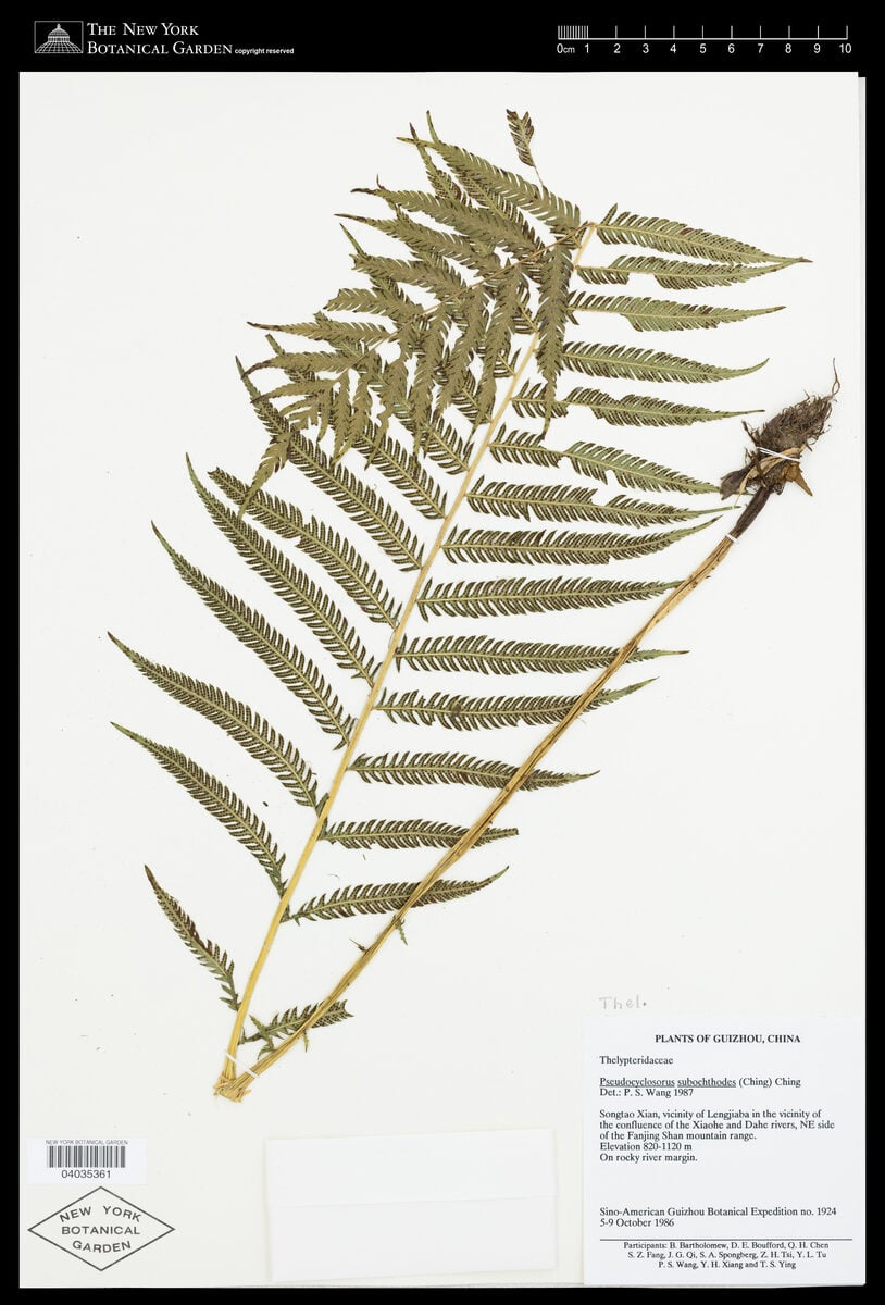 Thelypteris subochthodes — photo