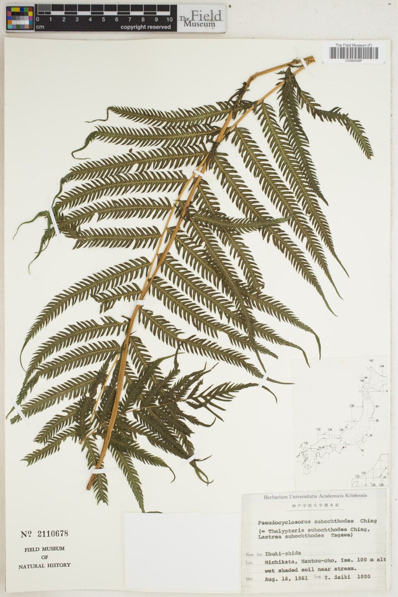 Thelypteris subochthodes — photo