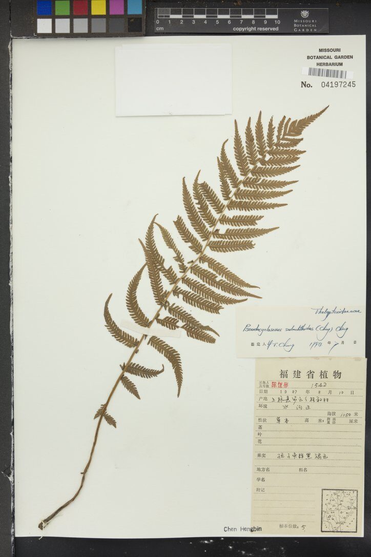 Thelypteris subochthodes