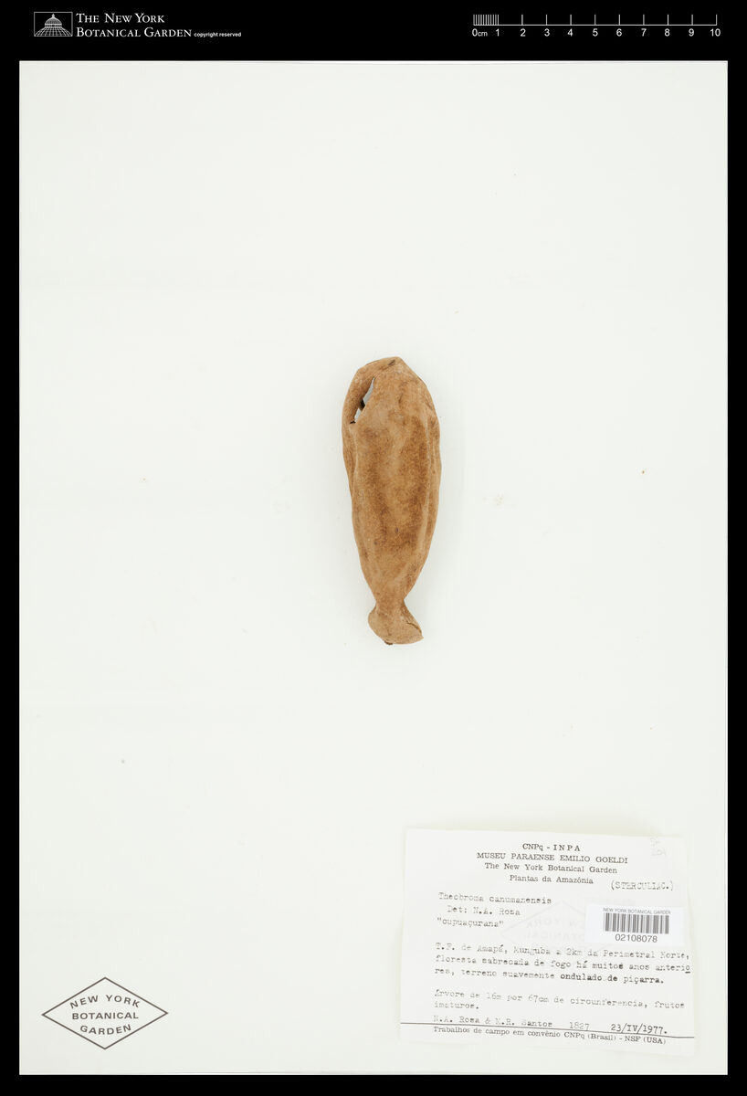 Theobroma canumanense (Cupurana) — photo