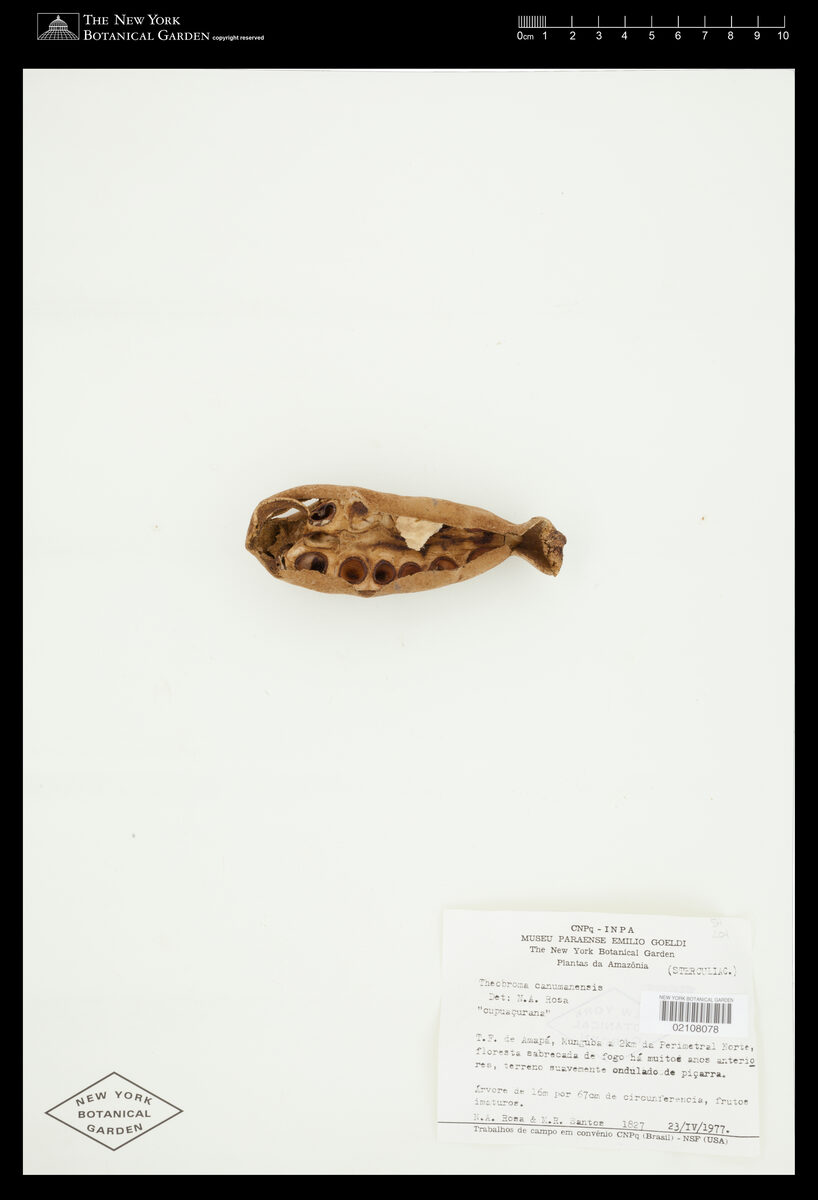 Theobroma canumanense (Cupurana) — photo