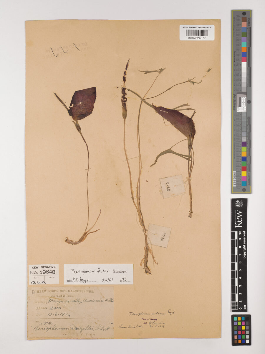 Theriophonum fischeri — photo