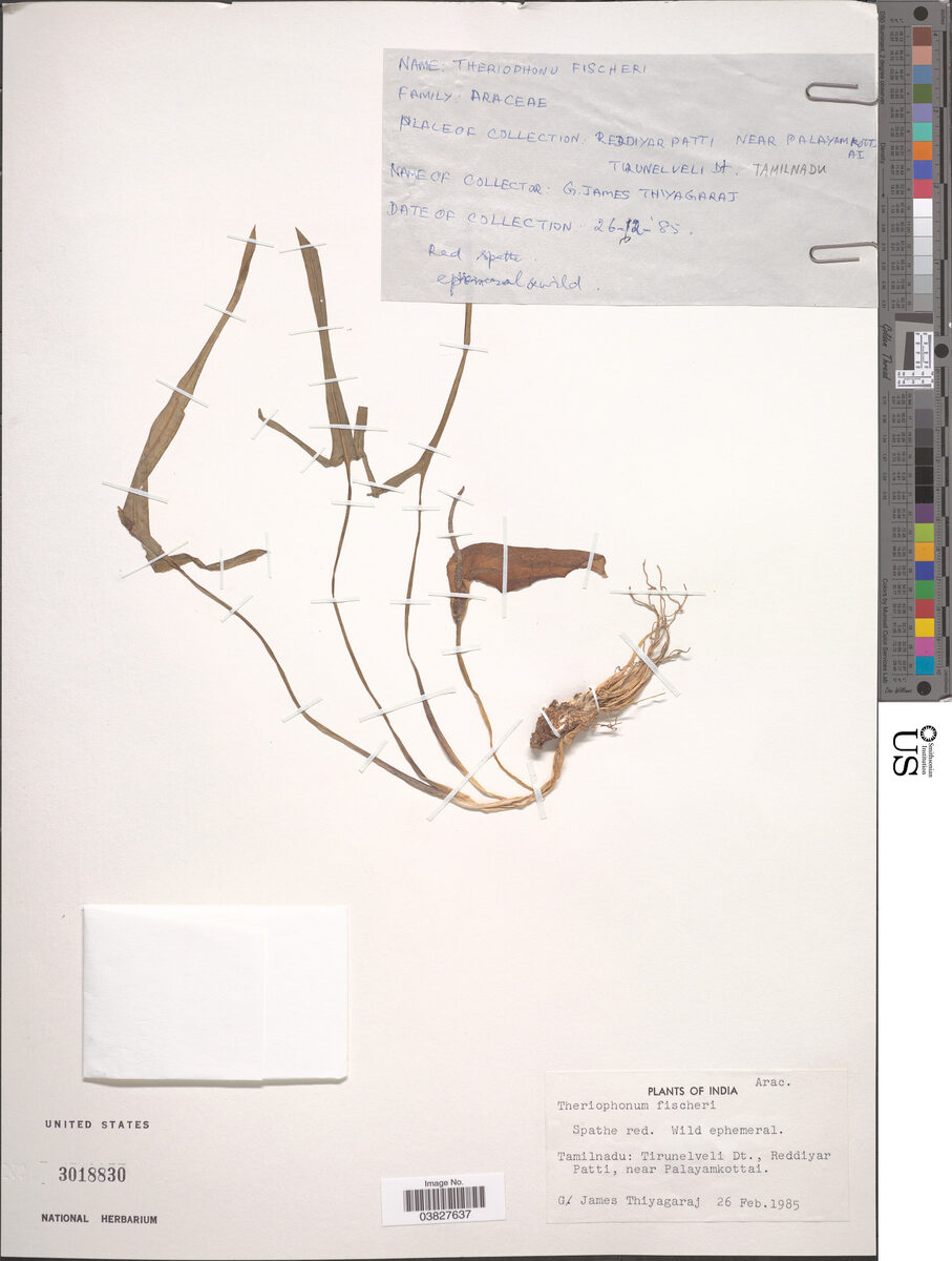 Theriophonum fischeri