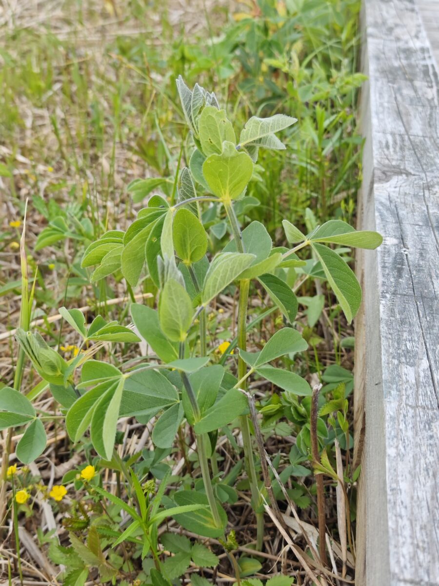 Thermopsis lupinoides - (L.)Link. — photo