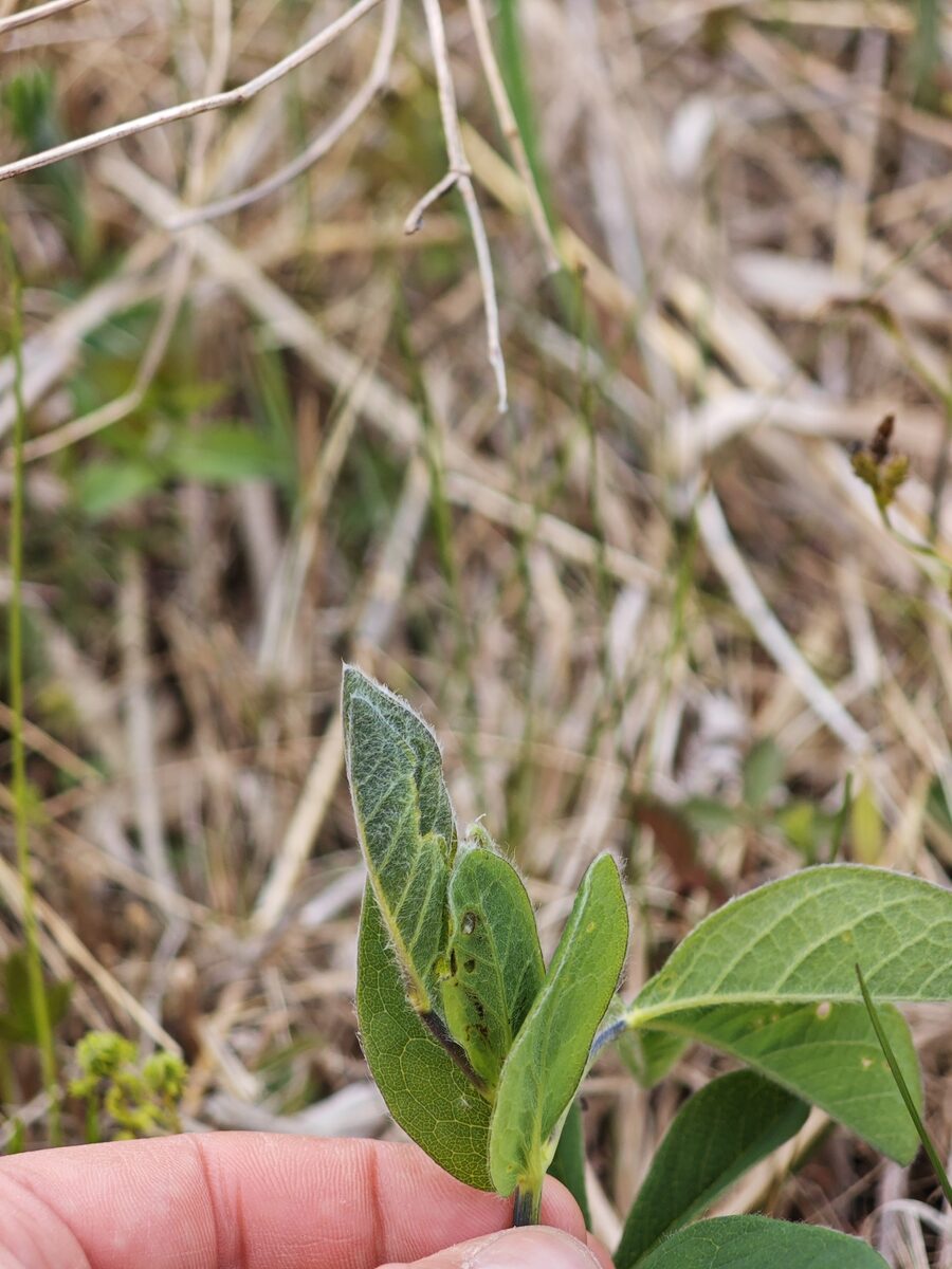 Thermopsis lupinoides - (L.)Link. — photo