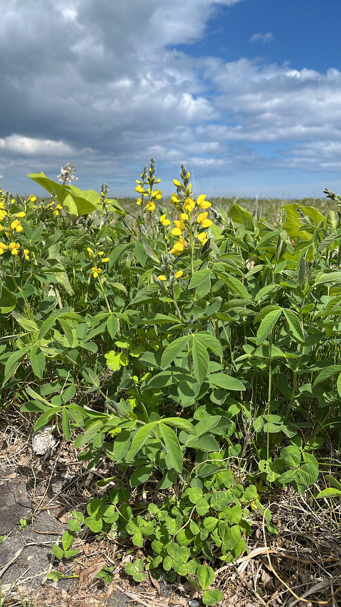 Thermopsis lupinoides - (L.)Link.