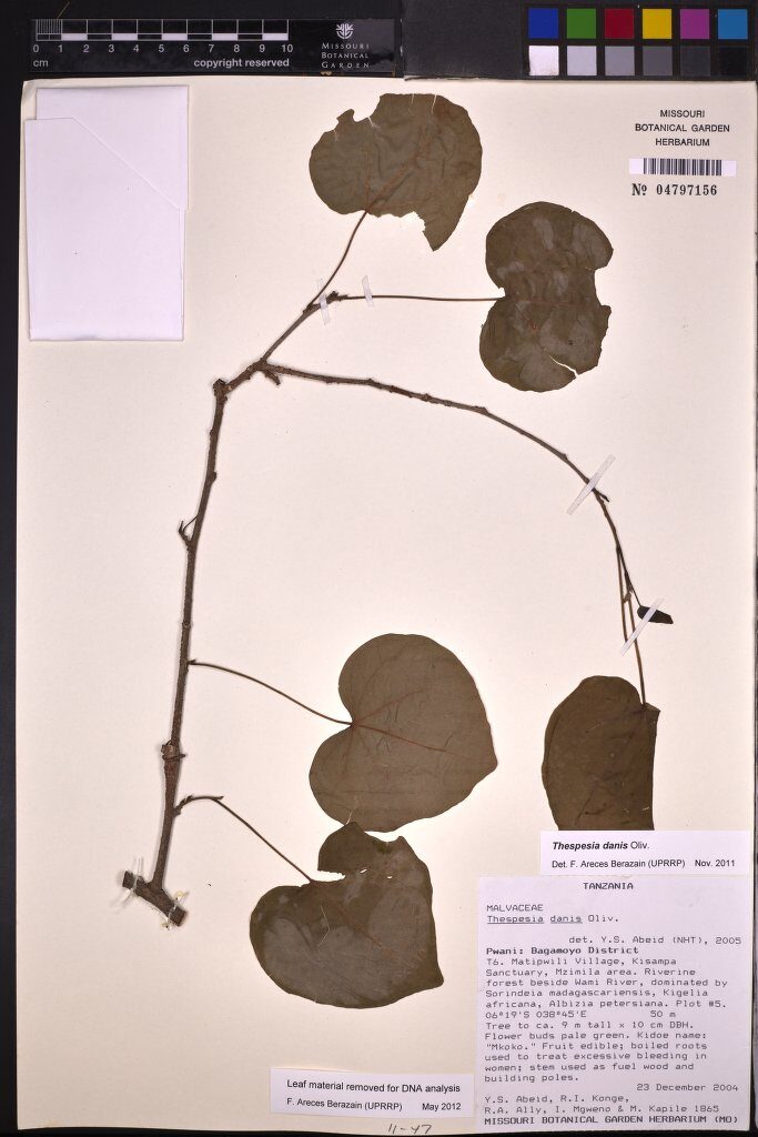 Thespesia danis (Danisa) — photo