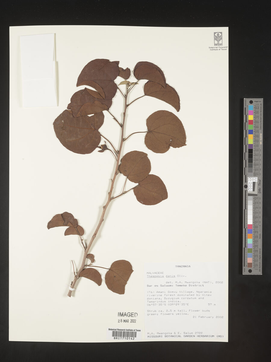 Thespesia danis (Danisa) — photo
