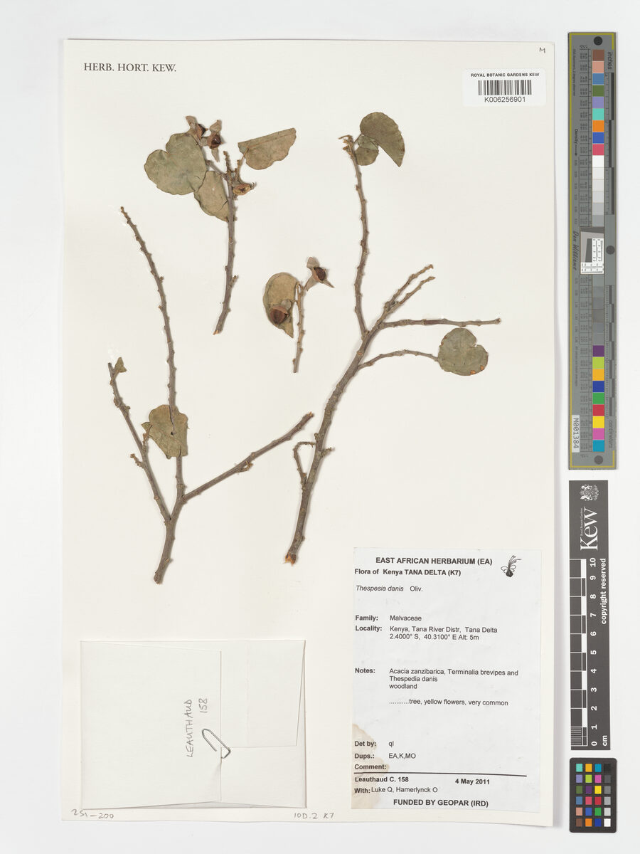 Thespesia danis