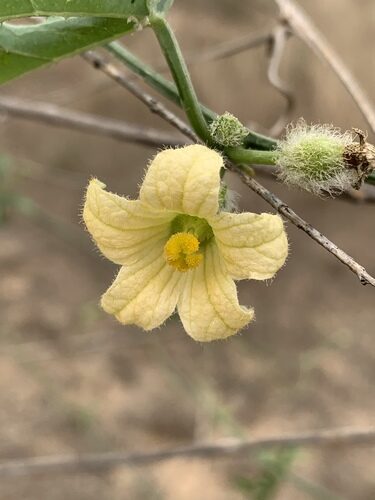 Thilachium africanum (Cucumber bush) — photo
