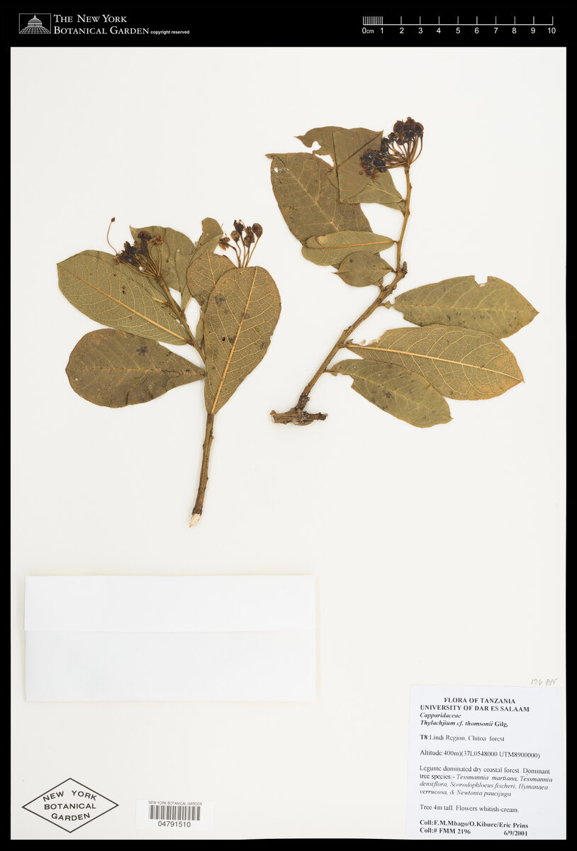 Thilachium thomasii — photo