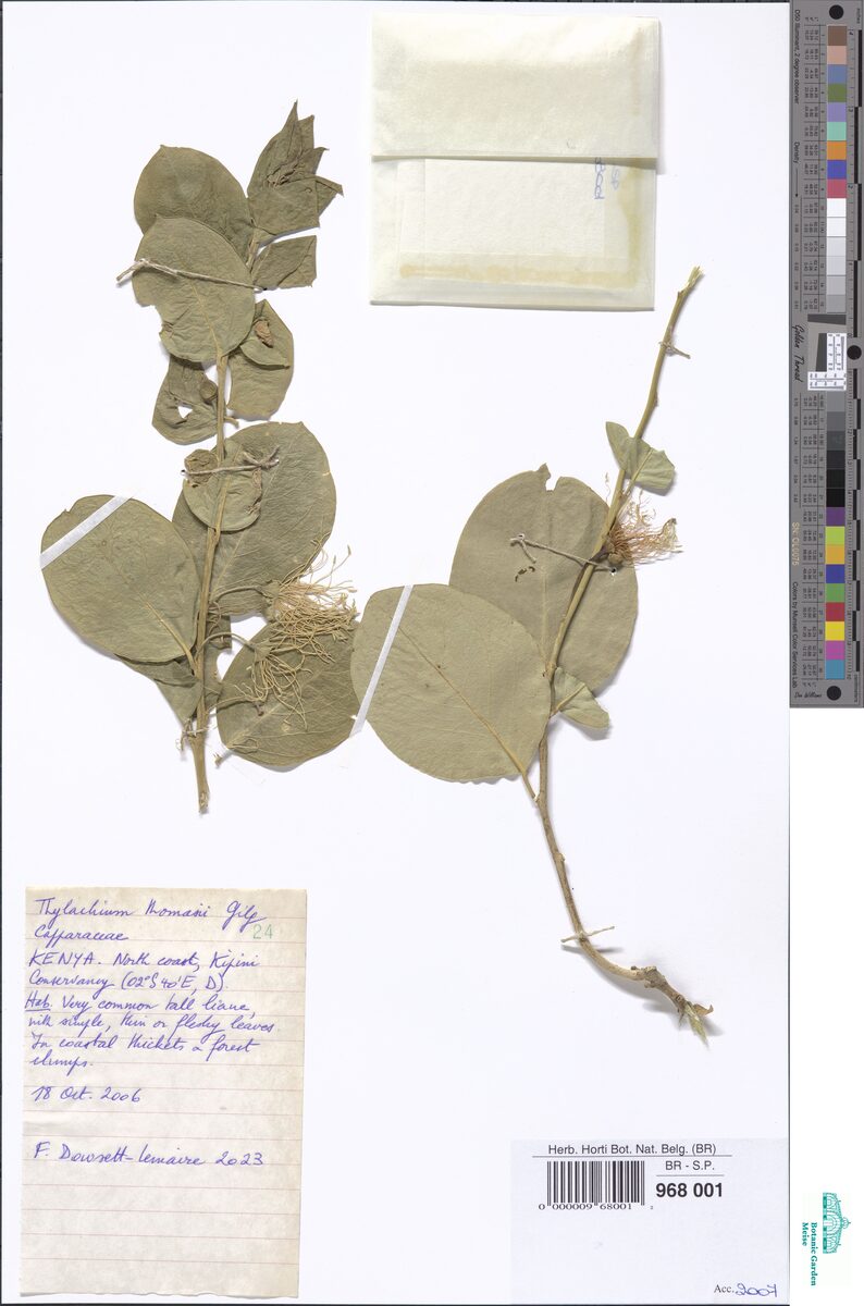 Thilachium thomasii