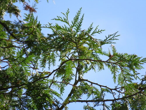 Thuja occidentalis (American Arbor-Vitae) — photo