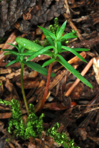 Thuja occidentalis (American Arbor-Vitae) — photo