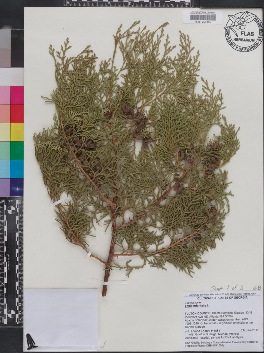 Thuja orientalis (Biota) — photo