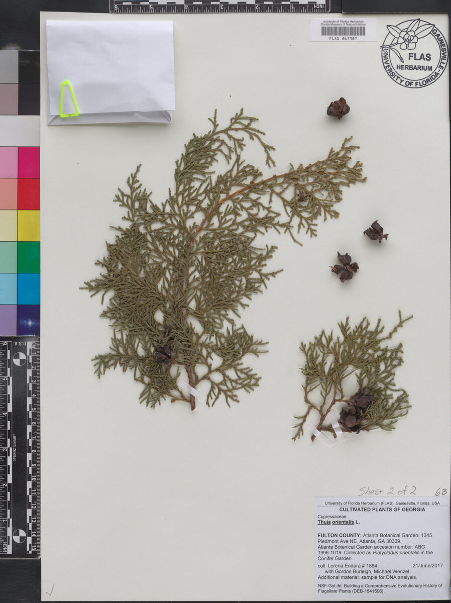 Thuja orientalis (Biota) — photo