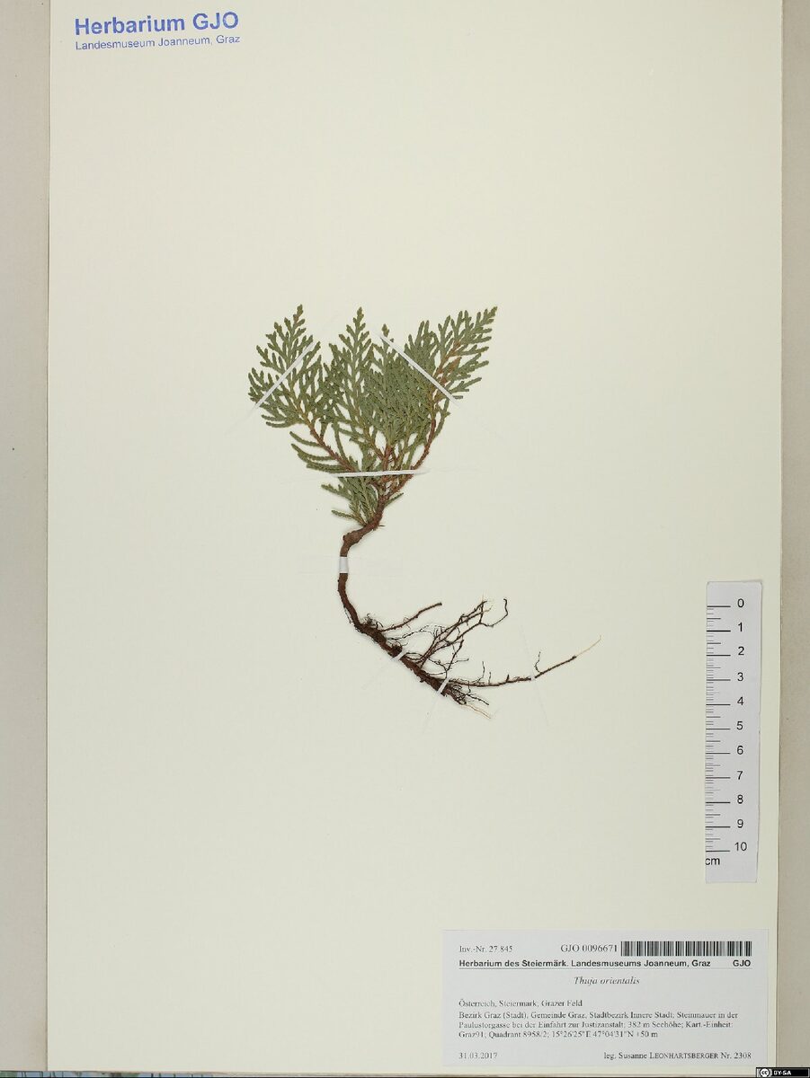 Thuja orientalis