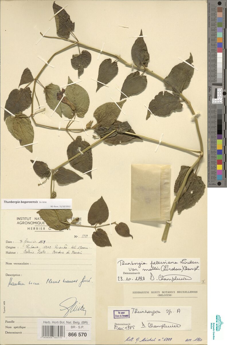 Thunbergia bogoroensis — photo