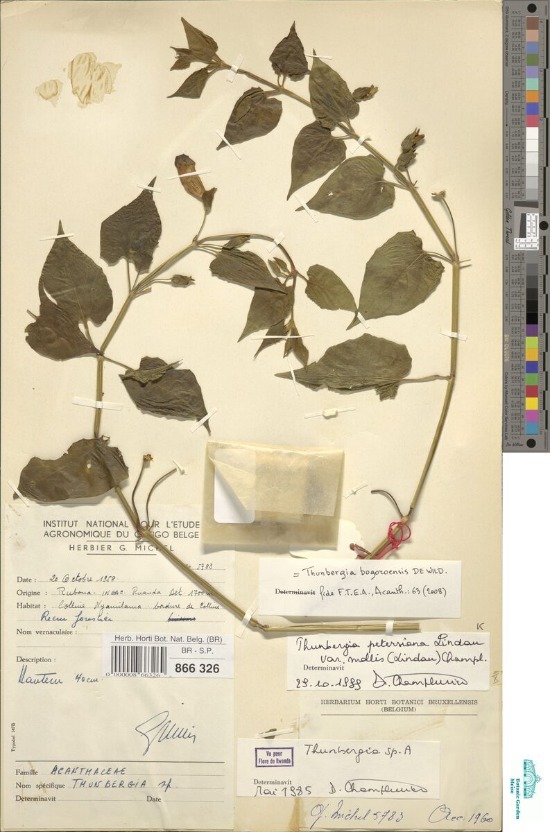 Thunbergia bogoroensis — photo