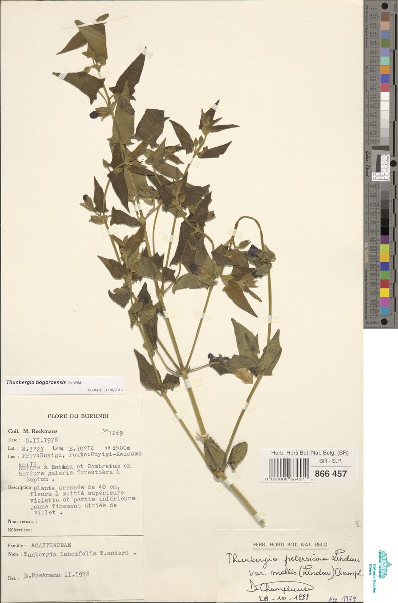 Thunbergia bogoroensis