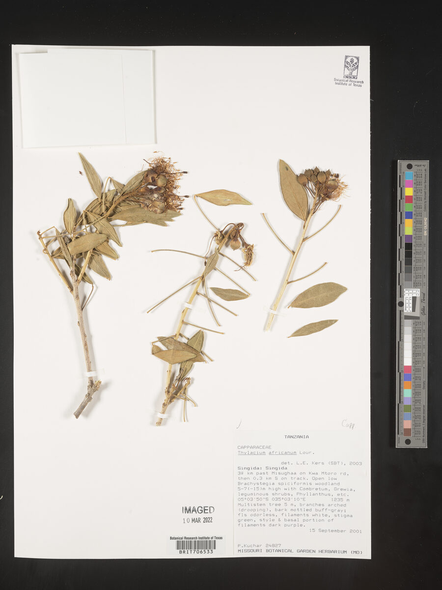 Thylacium africanum (Mutungu) — photo