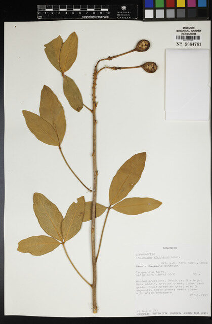 Thylacium africanum (Mutungu) — photo