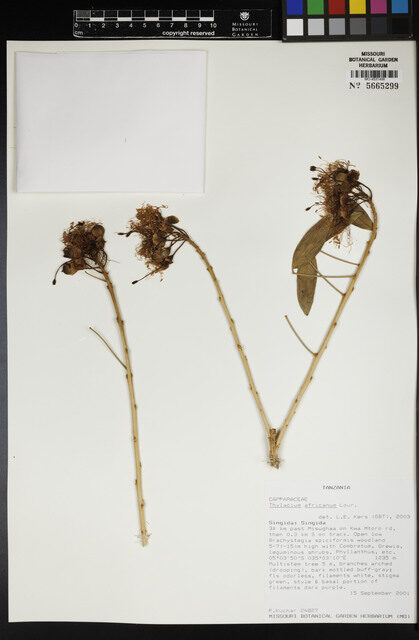 Thylacium africanum